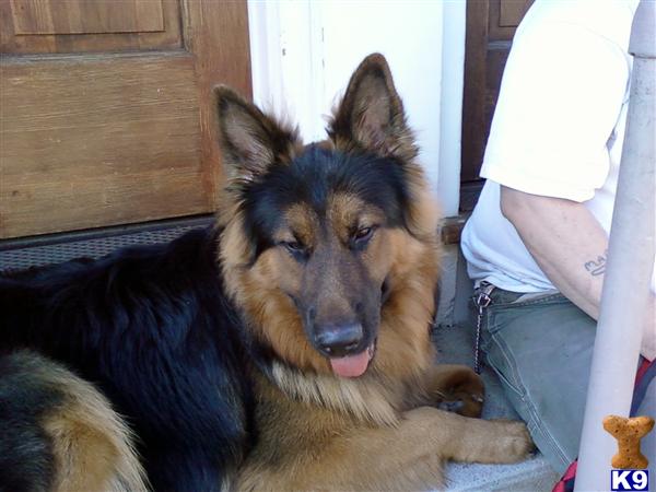 Stud Dogs in MA